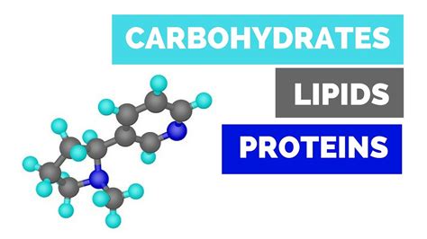 Lipids And Carbohydrates Venn Diagram Carbohydrates, Lipids