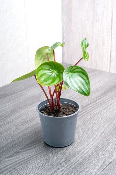 3 Best Methods How To Propagate The Peperomia Watermelon