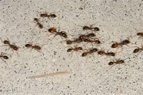 Introduction To Fire Ants Mississippi State University Extension Service