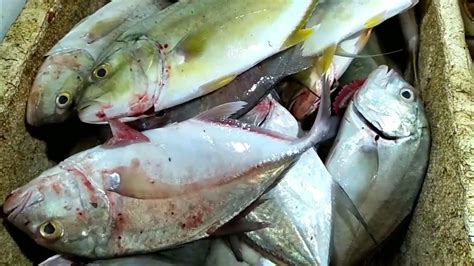 Inilah Ikan Yang Paling Banyak Diburu Rumah Makan Bersihkan Ikan