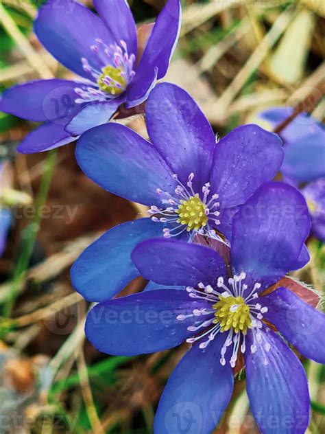 First Flowers Of Hepatica In Woods In Early Spring Small Blue Flower