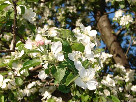 Apple Tree Blossoms 02 by FantasyStock on DeviantArt