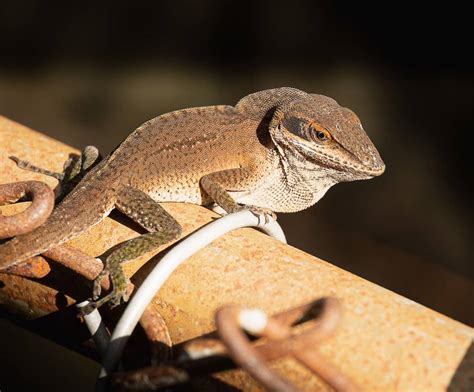 Anole Lizard Features FAQs • The Wannabe Naturalist