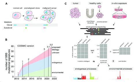 Mutational Signatures Over Time A Presence Of Clonal Mutations In