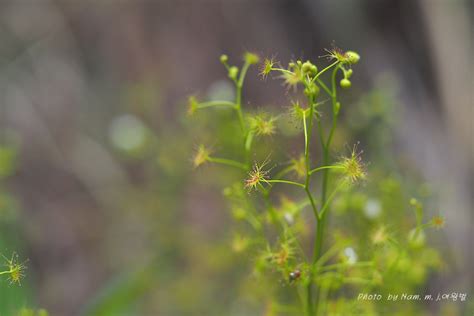 끈끈이귀개끈끈이귀개과 끈끈이귀개속 Drosera Peltata Thunb Var Nipponica Masam