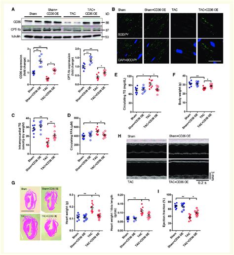 Cardiac Specific Overexpression Of CD36 Protects The Heart Against