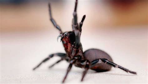 Deadly spider venom may hold cure for skin cancer | The Week