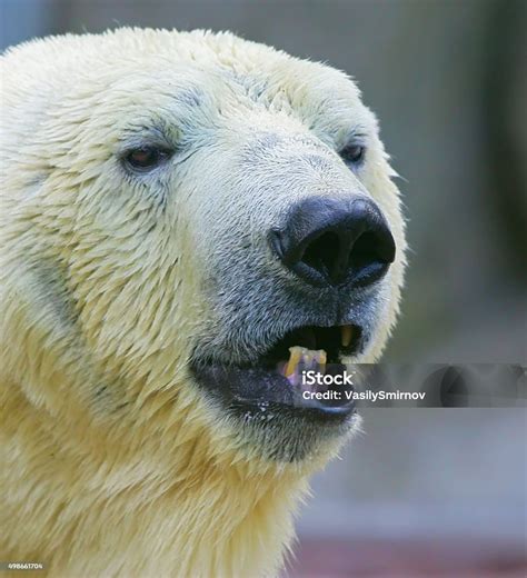 White Bear Stock Photo - Download Image Now - 2015, Animal, Animal Body ...