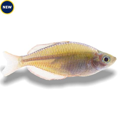 Praecox Neon Rainbowfish Melanotaenia Praecox Medium Petco