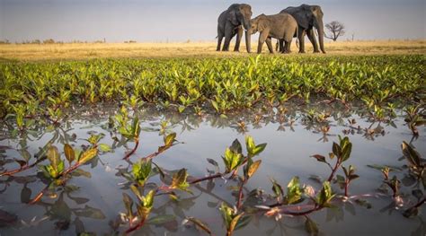 Cientos De Elefantes Murieron En Frica Y Cerca De Saber Por Qu