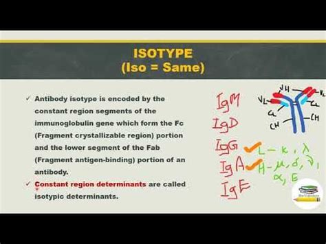 An Antibody's Idiotype Is Best Described as - Lilia-has-Fowler