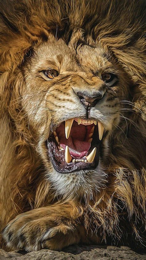 Lion Roaring 4k Ultra Hd Wallpapers Top Free Lion Roaring 4k Ultra Hd