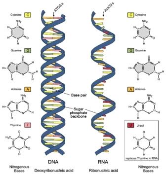 Dna And Rna Explained