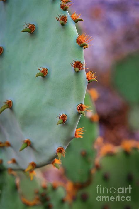 Texas Prickly Pear Photograph By Bee Creek Photography Tod And