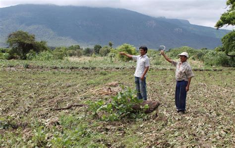 Refuerzan Labores De Prevención En Piura Para Proteger Zonas Agrícolas Noticias Agencia