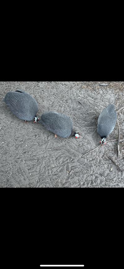 Sexing Guinea Fowl Backyard Chickens Learn How To Raise Chickens