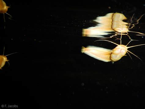 Swimming Blind Why Critically Endangered Blind Cave Catfish Needs