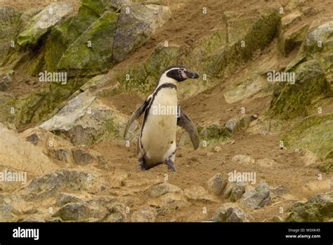 Humboldt Penguin At Ballestas Island Paracas Peru Stock Photo Alamy