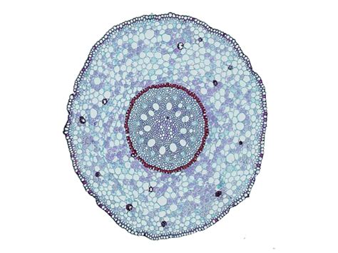 Cross Section Of Dicot Root