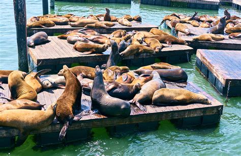 Statues To Celebrate Of 30 Years Of The Sea Lions On PIER 39