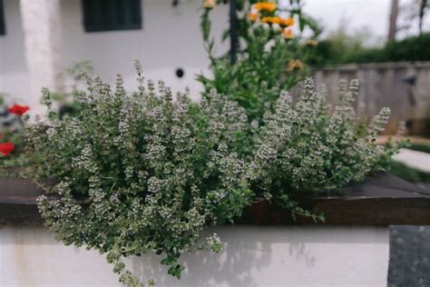 How To Grow Oregano Plants • Gardenary