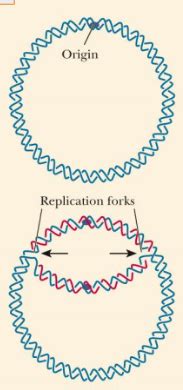 Micro Ch Mechanisms Of Microbial Genetics Flashcards Quizlet