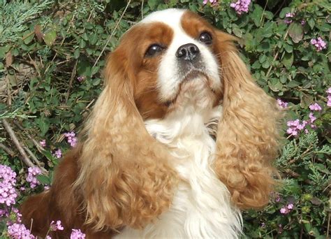 Nice King Charles Spaniel dog photo and wallpaper. Beautiful Nice King ...