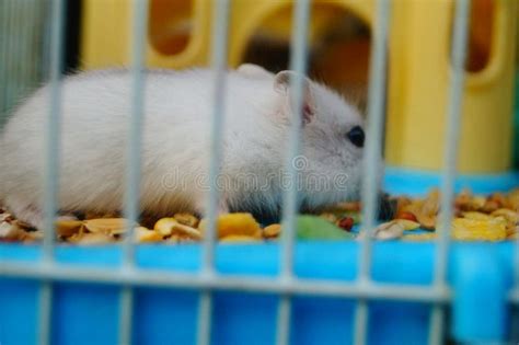 Hamsters Move About In Their Cages Stock Photo Image Of Cute Mammals