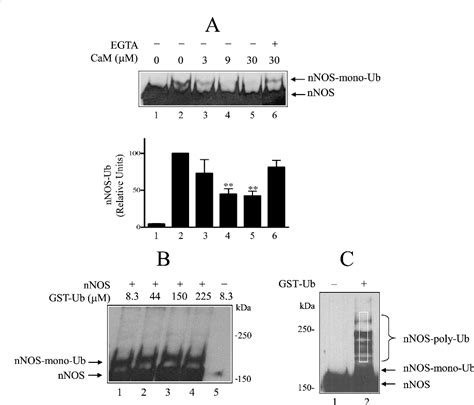 Figure 1 From Dynamic Cycling With Hsp90 Stabilizes Neuronal Nitric