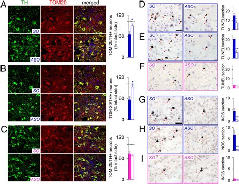 Sex Specific Neuroprotection By Inhibition Of The Y Chromosome Gene