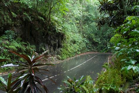 Fern Gully Eco Tour From Montego Bay