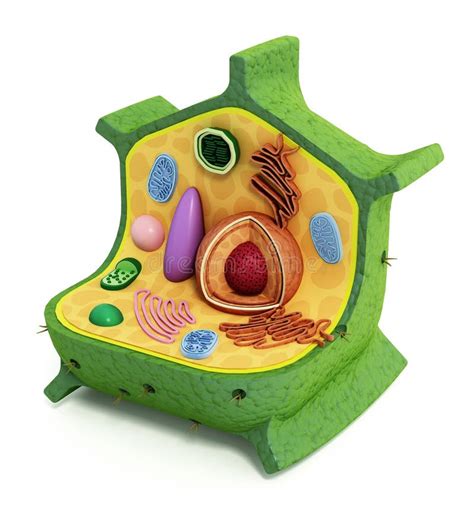 Plant Cell Structure. 3D Illustration Stock Illustration - Illustration ...