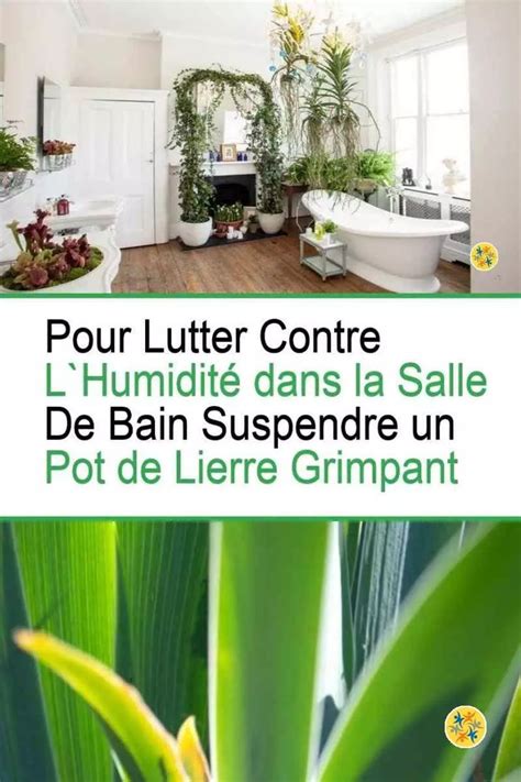 Humidit Dans La Maison Plantes Qui Labsorbent Naturellement En