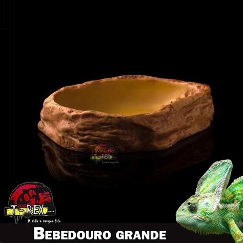 Bebedouro Para Iguana E Pogona Hidrata O Adequada Para Seu R Pti