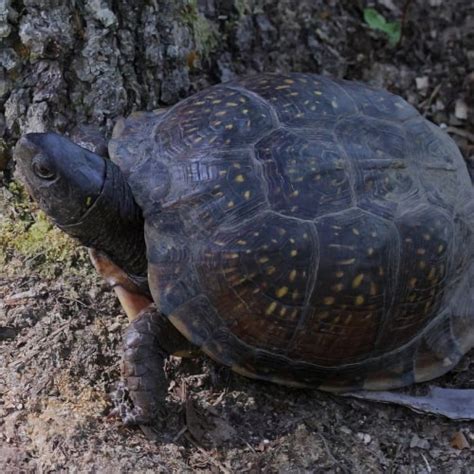 List Of Turtle Species In Florida Id Pictures Pond Informer