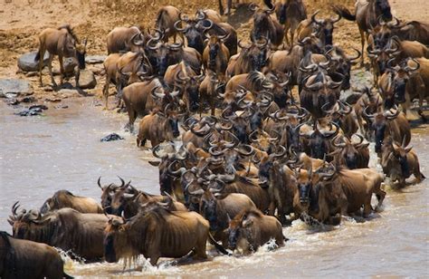 Premium Photo Wildebeests Are Crossing Mara River Great Migration