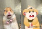 Crucifix Scared Hamster Know Your Meme