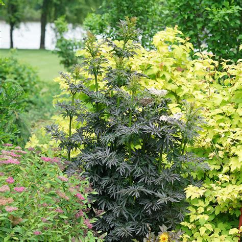 Laced Up® Elderberry Shrubs Great Garden Plants