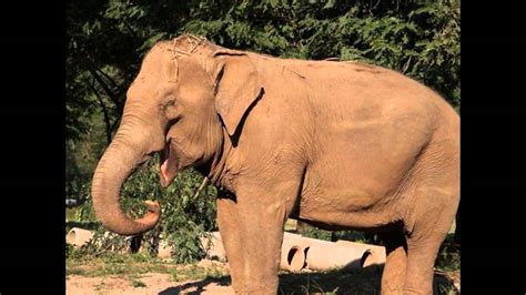 Smiling Elephants At The Elephant Nature Park Youtube