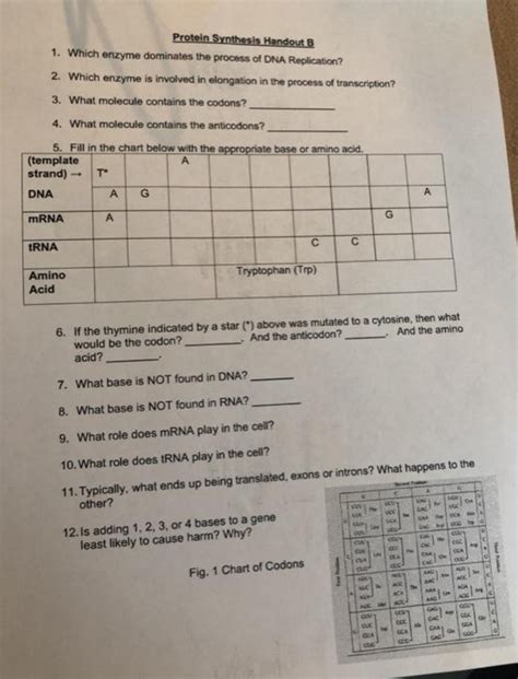 Solved Protein Synthesis Handout BWhich Enzyme Dominates The Chegg