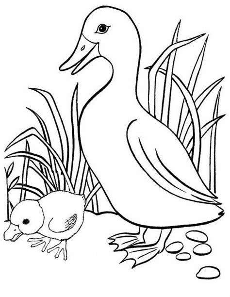 Fun And Interesting Duck And Duckling Coloring Page Baby Coloring