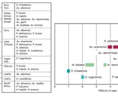 Chaptere The Earliest Hominins Flashcards Quizlet