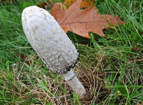 new neighbor: the shaggy mane mushroom - A Way To Garden