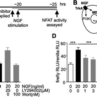 Nfat Activation By Ngf Depends On Mek But Not Pi K Pathway A