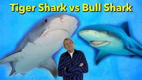 Tiger Shark Vs Bull Shark Who Would Win