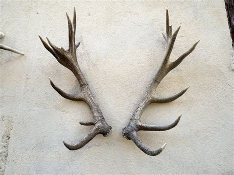 Deer Antlers On Building Wall Stock Photo Image Of Animal Wild