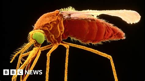 Scientists Create Infertile Mosquitoes Bbc News