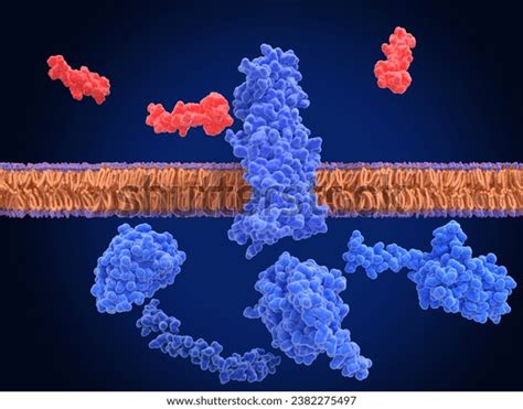 Glp1 Receptor Inactivated Surrounded By Agonist Stock Illustration ...