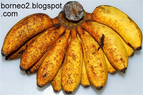 Borneo Island, Awaken To A Different World: Indian Banana (Kelat Keling)