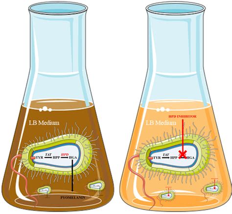 A Robust Bacterial Assay For High Throughput Screening Of Human